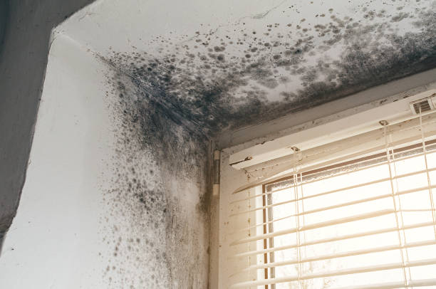 Affordable Mold Remediation solutions in Darien, GA