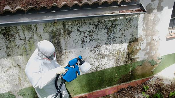 Top rated local Mold Remediation specialists in Darien, GA